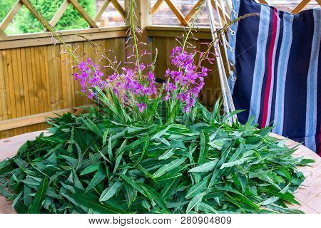 Blooming Sally Leaves And Flowers - Raw Materials For Making Traditional Russian Koporsky Tea Also K