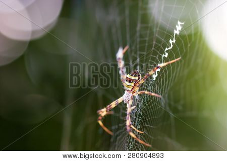 Saint Andrews Cross Spider On Spider Web And Morning Sunlight.
