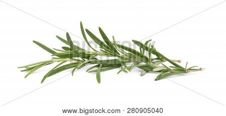 Sprig Of Fresh Rosemary Isolated On White Background. Rosemary Branch