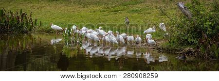 Panoramic Nature Banner Of A Flock Of Ibises Reflecting In A Florida Marshy Pond