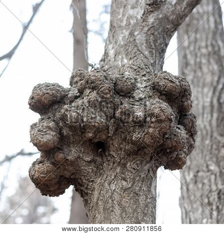 A Gnarl Or Knot In Wood Looks Like Nodule.