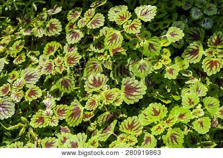 Close Up Solenostemon Scutellarioides Plant In Nature Garden