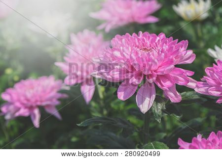 Closed Up Of Pink Chrysanthemum Flower, Beautiful Dendranthemum Flower Background