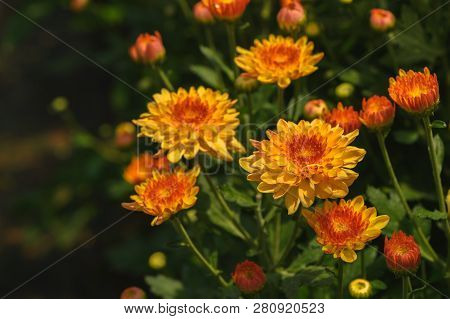 Closed Up Of Yellow Chrysanthemum Flower With Orange Center, Beautiful Dendranthemum Flower Backgrou
