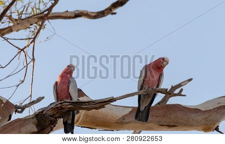 Bird Parents