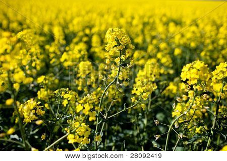 Semi di colza (Brassica rapa)
