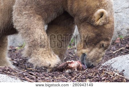 Polar Bear Eating A Piece Of Fresh Meat