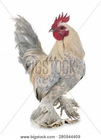 Dutch Booted Bantam In Front Of White Background