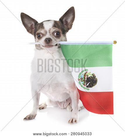 Little Chihuahua In Front Of White Background