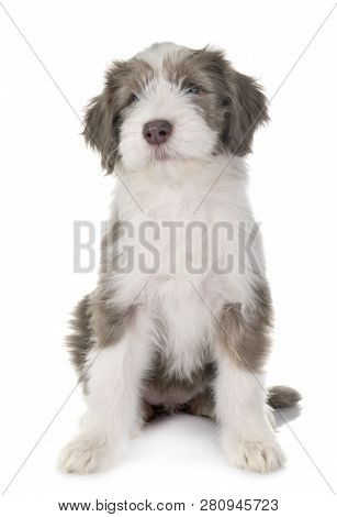 Puppy Bearded Collie In Front Of White Background
