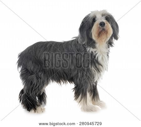 Bearded Collie In Front Of White Background