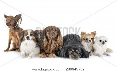 Little Dogs In Front Of White Background