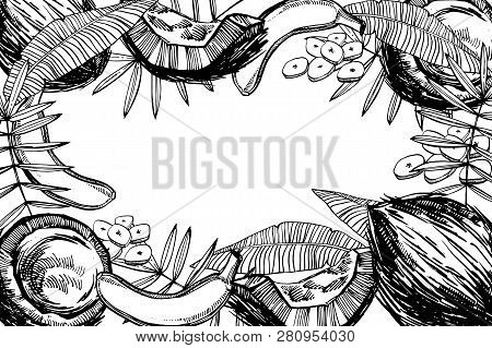 Banana And Coconut Sketch Illustrations. Vector Hand Drawn Illustrations Isolated On White Backgroun
