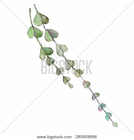 Branch With Green Leaves. Watercolor Background Illustration Set. Isolated Branch Illustration Eleme