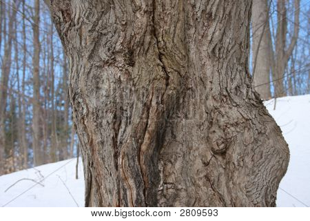 Albero barky