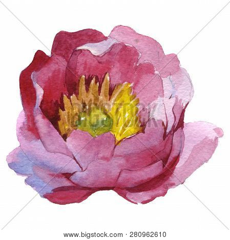 Pink Peony Floral Botanical Flower. Watercolor Background Illustration Set. Isolated Peony Illustrat