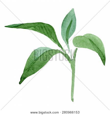 Brugmansia Green Leaves Botanical Flower. Watercolor Background Set. Isolated Brugmansia Illustratio