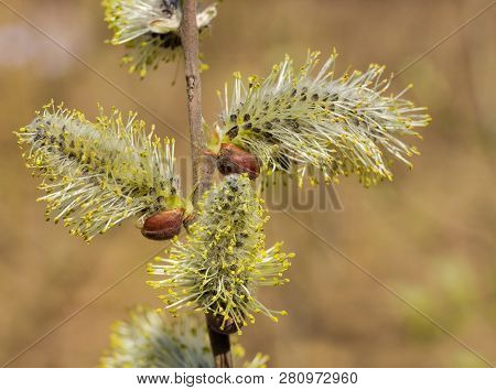 Full Bloom Male Catkins Of Willow On The Branch Close-up Outdoors On A Blurred Backgtound