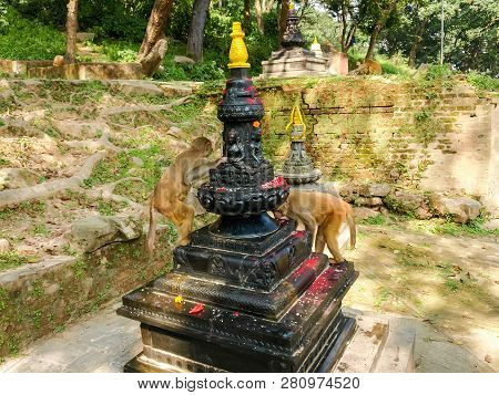 Rhesus Macaque Monkeys Eat Alms On One Of Sculptures Of The Monkey Temple Known As Swayambhunath, Ka