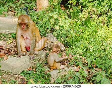 Mother And Baby Of Rhesus Macaque Monkey In Territory Of Swayambhunath Also Known As Monkey Temple, 
