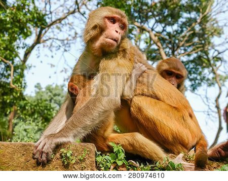 Female Rhesus Macaque Monkey With Embracing Cub In Territory Of Swayambhunath Also Known As Monkey T