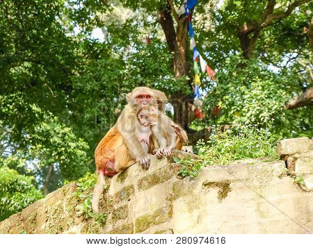 Family Of Rhesus Macaque Monkey - Adult Monkeys And Cub In Territory Of Swayambhunath Also Known As 