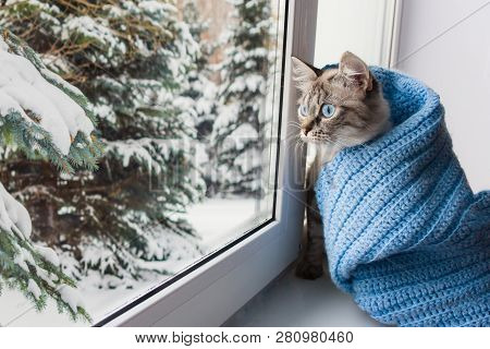 Cute Flaffy Cat With Blue Eyes Covered In Knitted Blue Scarf , Sitting On A Window Sill And Watching
