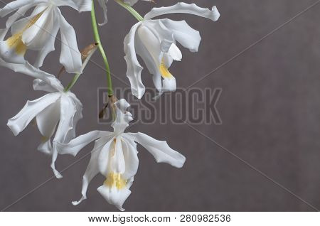 Flowers Of Coelogyne Cristata Orchid, Close Up Shot
