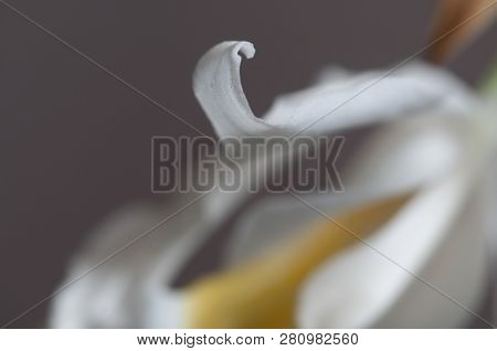 Flower Of Coelogyne Cristata Orchid, Close Up Shot