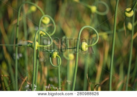 Gardening: Winter Garlic In The Stage Of Budding, Flowering. Stems Of Winter Garlic, Twisted In A Sp