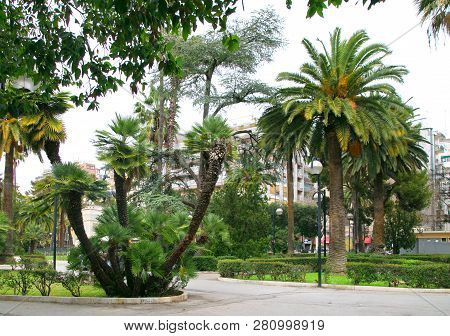 Urban Landscape With Palm Trees On A Cloudy Day. City Park The City Of Bari. The Gray Sunless Sky. S