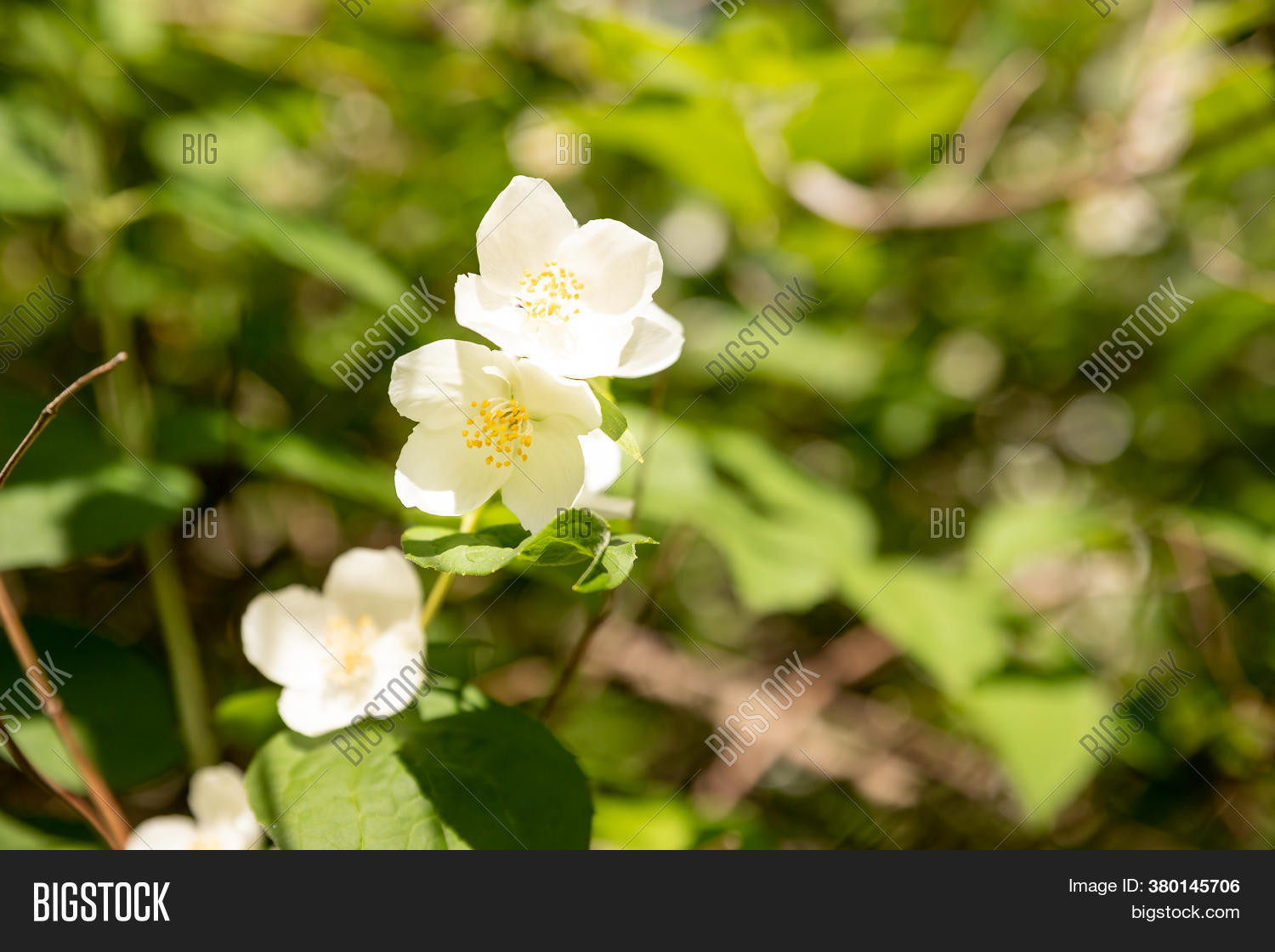 Jasmine Bush Full Image & Photo (Free Trial) Bigstock