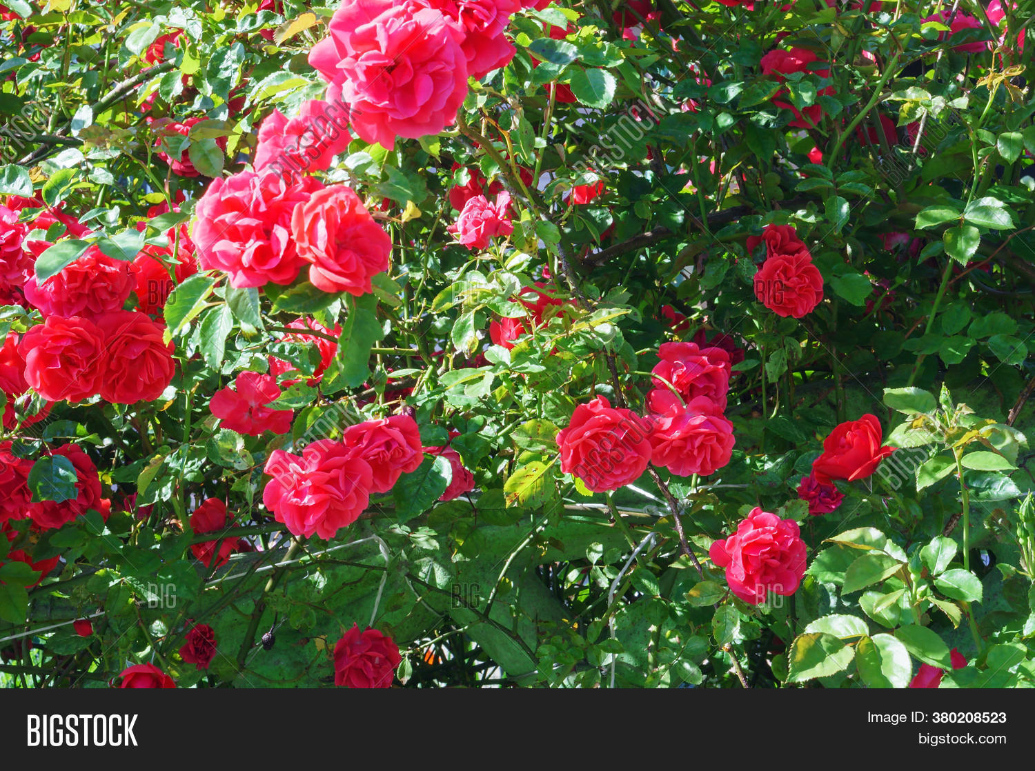 Red Rose Bush, Red Image & Photo (Free Trial) Bigstock