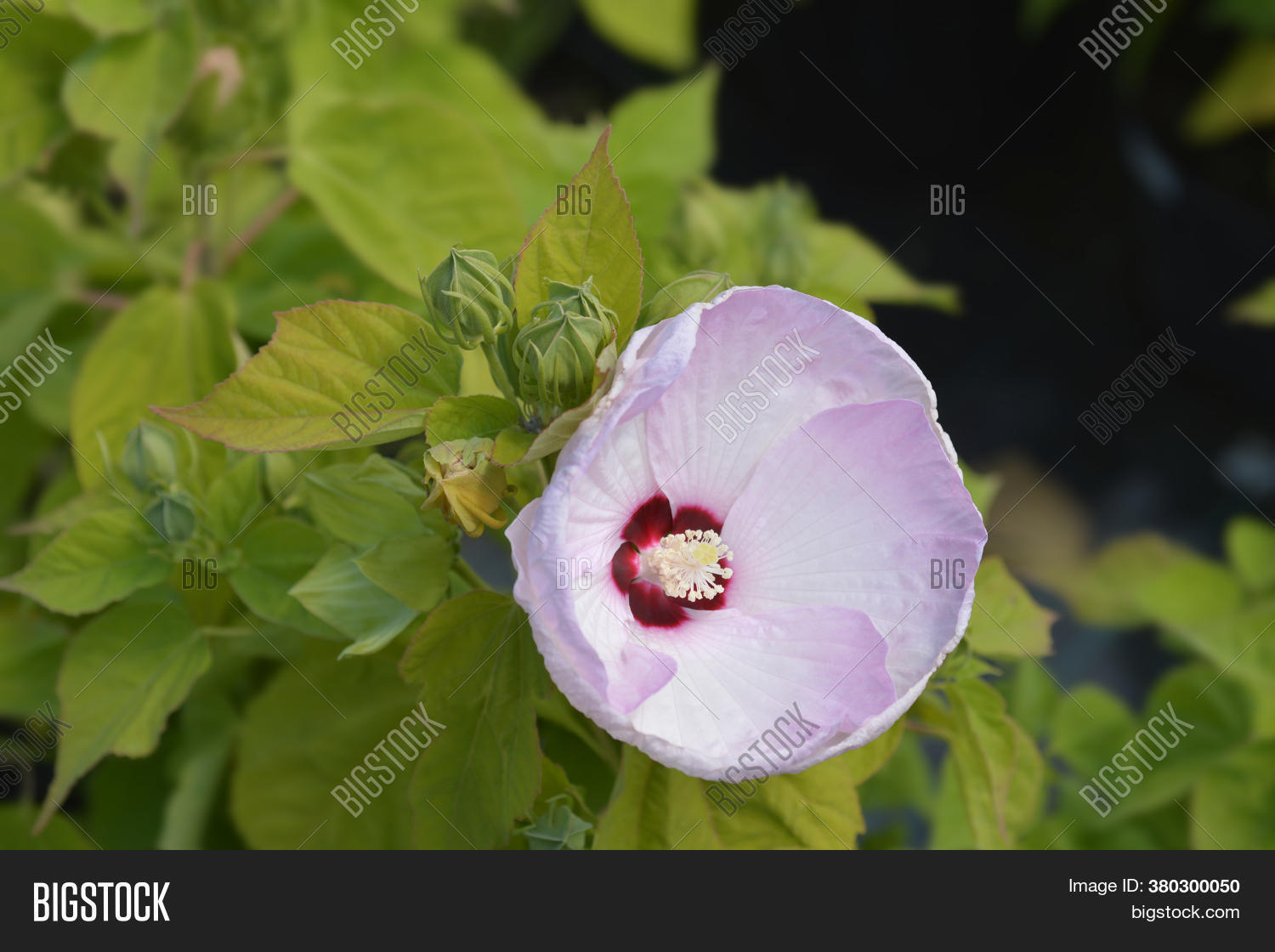 Hardy Hibiscus Latin Image & Photo (Free Trial) Bigstock