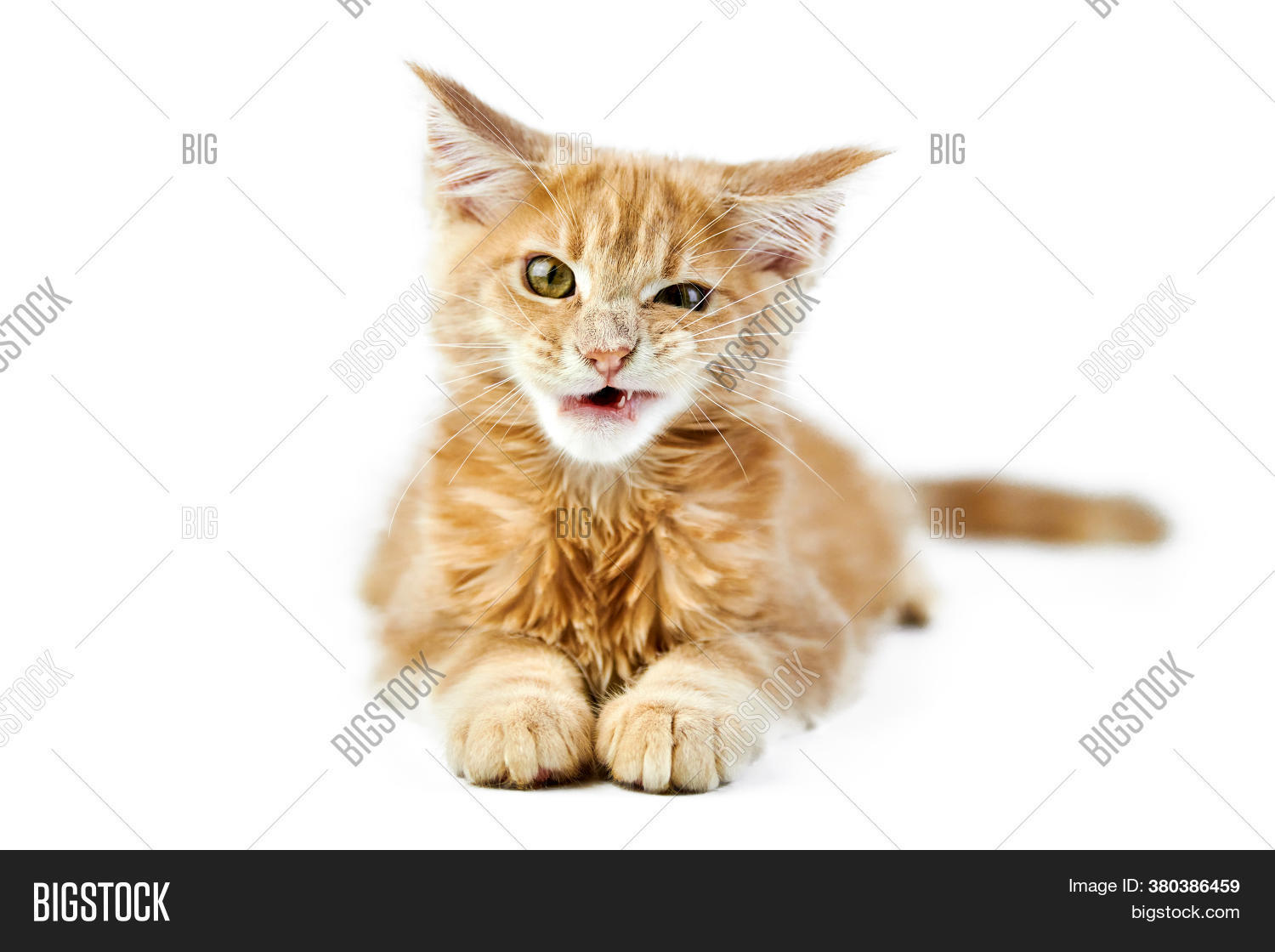 Meowing Maine Coon Image & Photo (Free Trial) | Bigstock