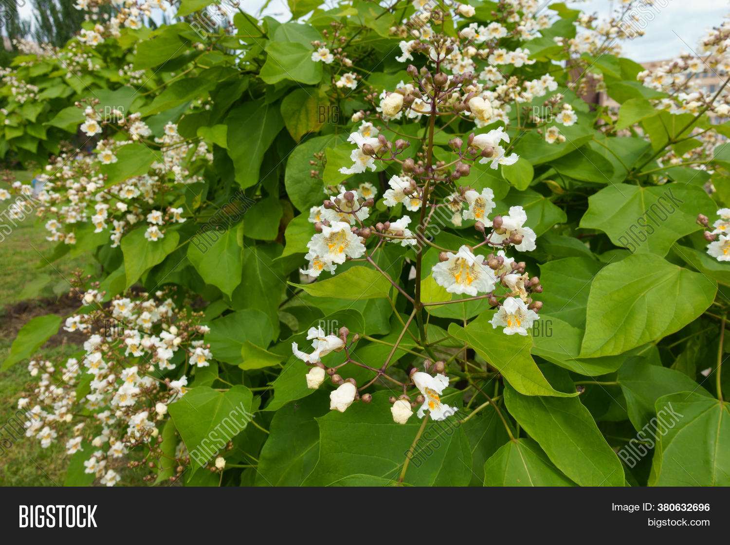 Heart Shaped Leaves Image & Photo