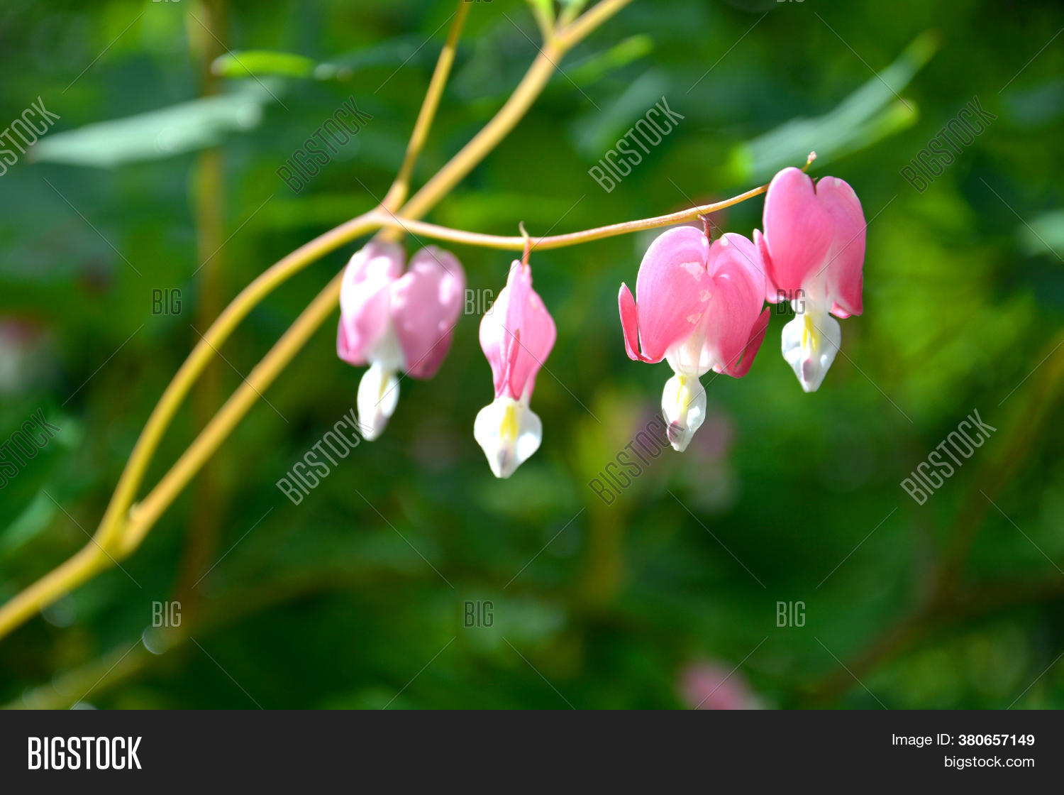 Pink Flower Heartbreak Image & Photo (Free Trial) Bigstock