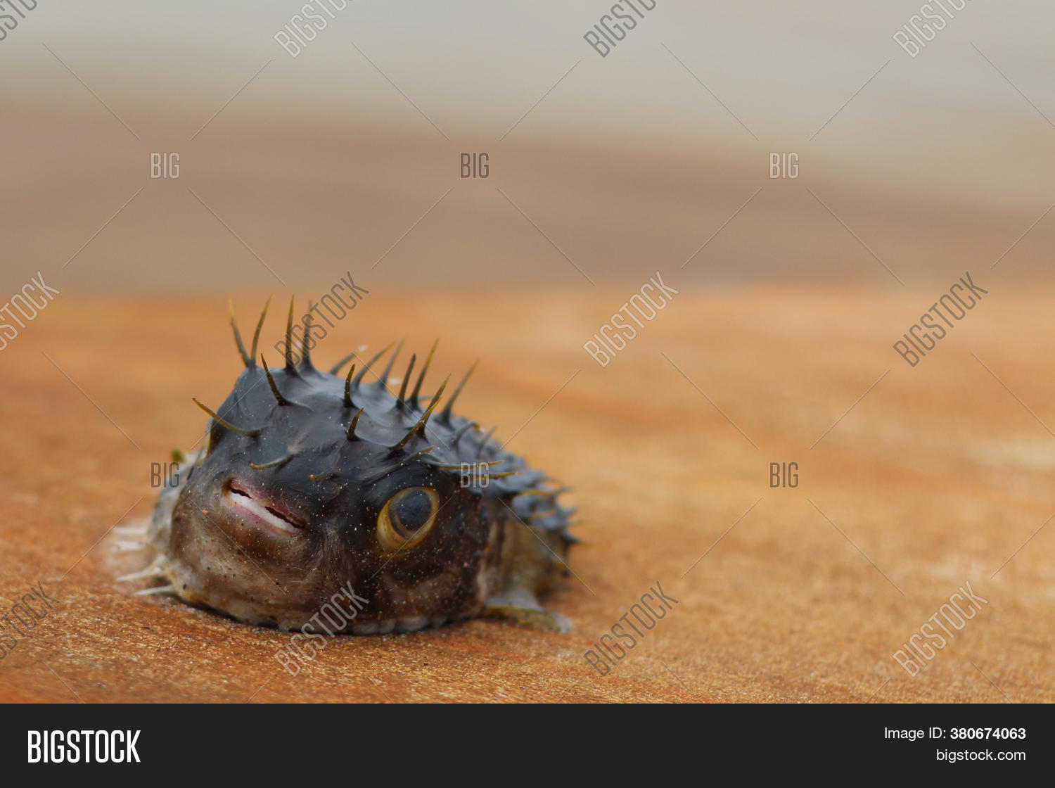 Blow Fish Puffer Fish Image & Photo (Free Trial) | Bigstock