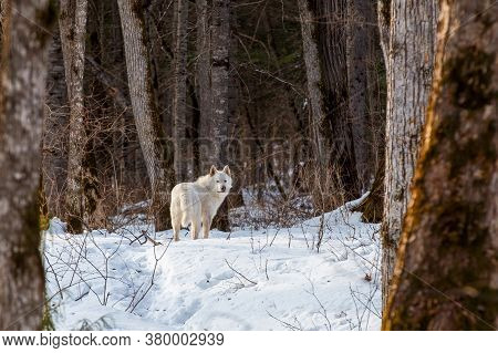 Russian Hunting In The Winter Forest. A White Hunting Dog Stands In The Snow In A Remote Beautiful W