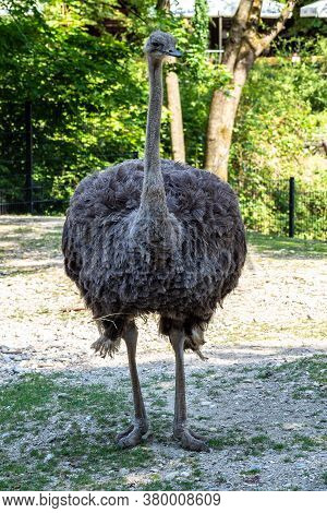 The Common Ostrich, Struthio Camelus, Or Simply Ostrich, Is A Species Of Large Flightless Bird Nativ