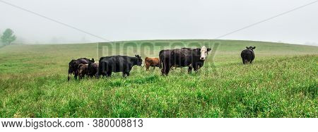 Cow Farm Field In The Smoky Mountains Of North Carolina