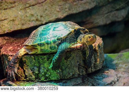 Large Profile Of A Turtle Resting Under The Light. Dubai. Emirates