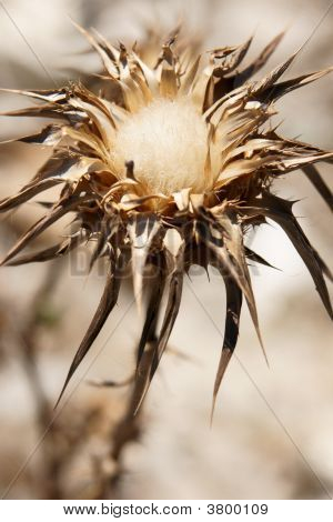 Thistle bawełny z Andaluzji