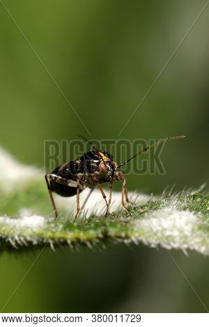 Liocoris Tripustulatus Feeding On Sap From A Leaf.