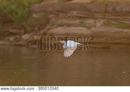 A Great White Egret With Its Wings Spread Flapping Downward And As It Flies Gracefully Past A Rocky 
