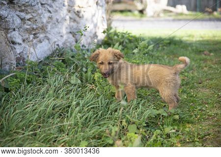 Close Up On Cute Brown Mixed Breed Dog On Grass