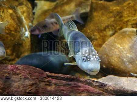 A Male Bluehead Chub, A Freshwater Fish, Inside An Aquarium