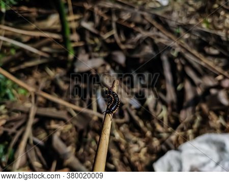 Harpaphe Haydeniana, Commonly Known As The Yellow-spotted Millipede, Is A Species Of Polydesmidan Mi
