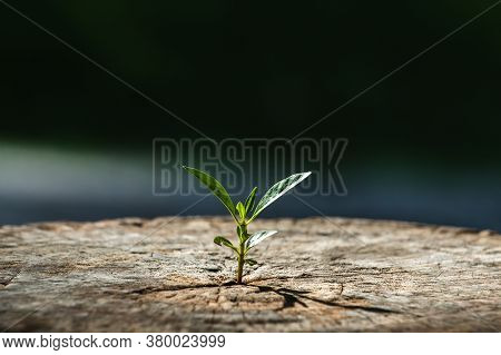 New Life Growth Future Concept , A Strong Seedling Growing In The Old Center Dead Tree , Concept Of 