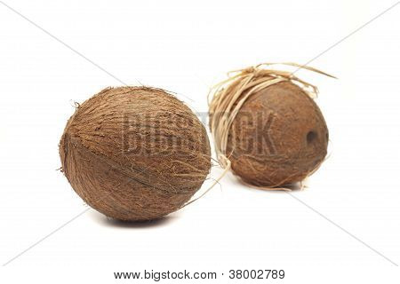 Two Coconuts With Bow